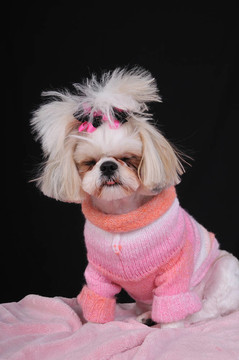 筋疲力盡的Shih Tzu