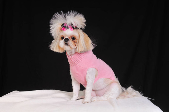 西施犬