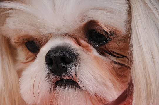 西施犬
