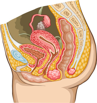 女性生殖系統(tǒng)