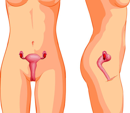 女性生殖系統(tǒng)