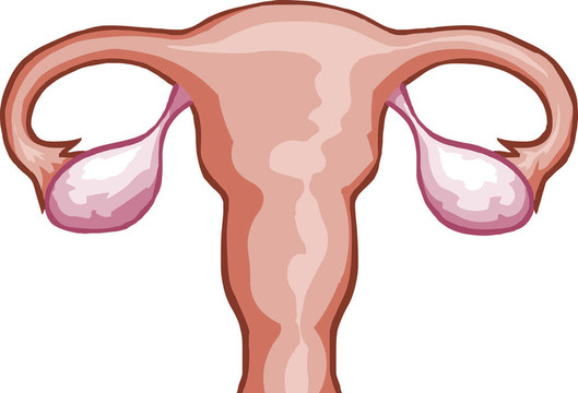 女性生殖系統(tǒng)