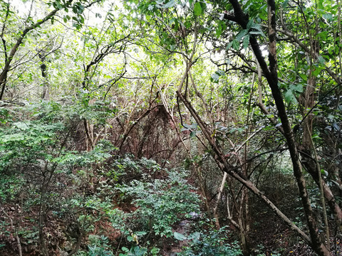 筆架山公園森林