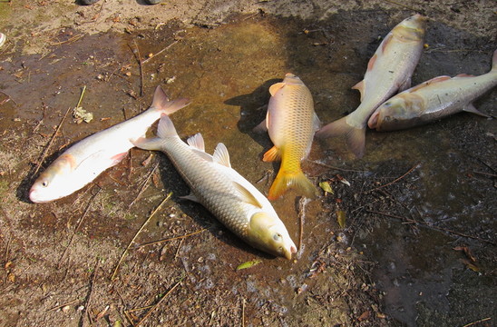 魚