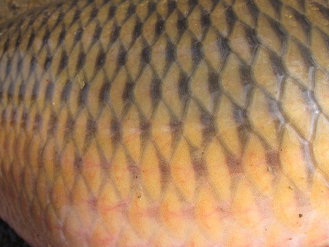 魚(yú)鱗