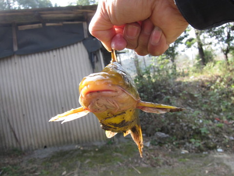 魚