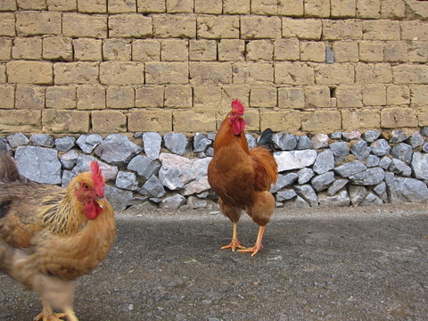雞