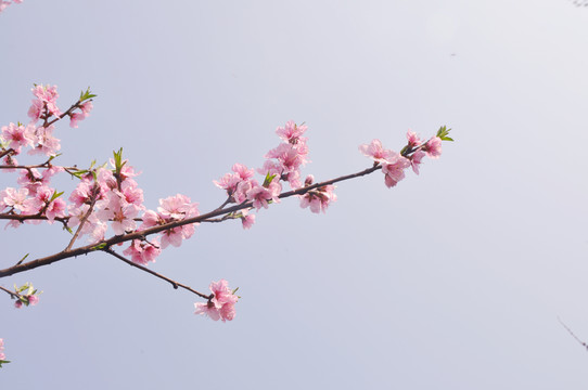 桃花開