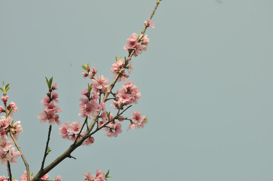 桃花開