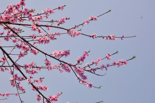 挑花