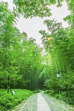 竹林 竹子