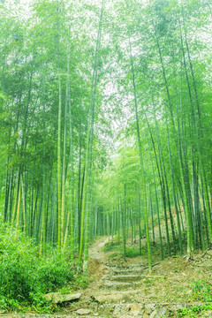 竹子 竹林