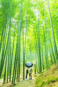竹子 竹林