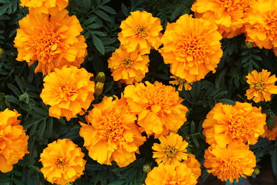 黃菊花