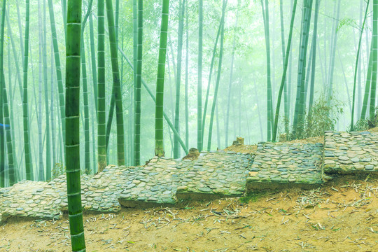 竹子 竹林