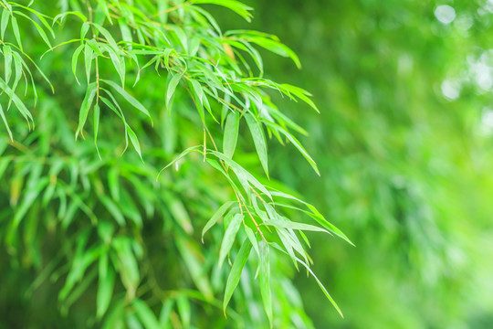 竹子 竹林