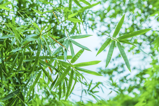 竹林 竹子