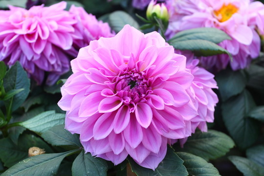 菊花