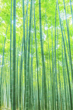 竹林 竹子