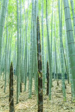 竹林 竹子