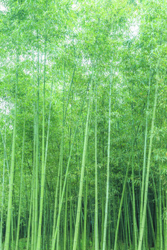 竹林 竹子