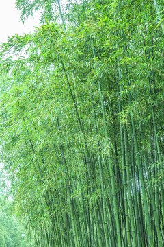 竹林 竹子