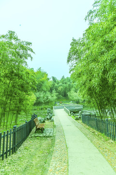 竹林 竹子