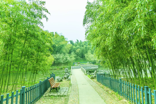 竹子 竹林