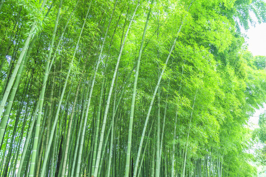 竹子 竹林