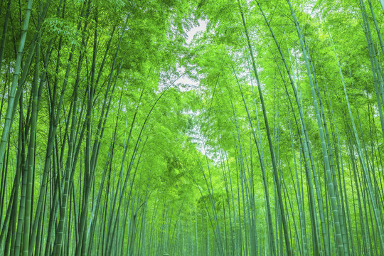 竹子 竹林