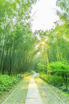 竹子 竹林
