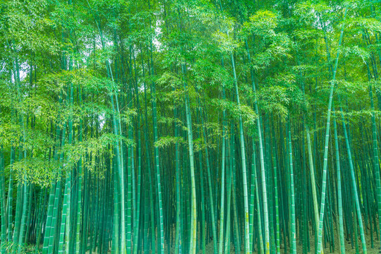 竹林 竹子