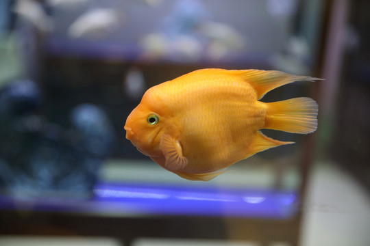 金魚高清特寫