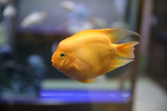 金魚高清特寫