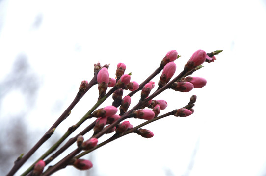 桃花開