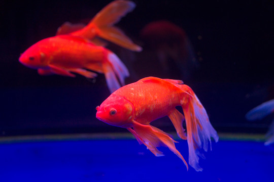金魚