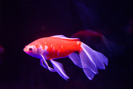 金魚