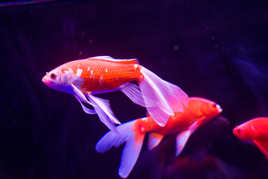 金魚