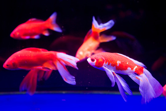 金魚