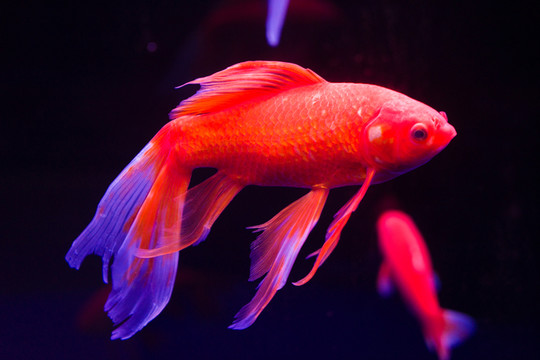 金魚(yú)