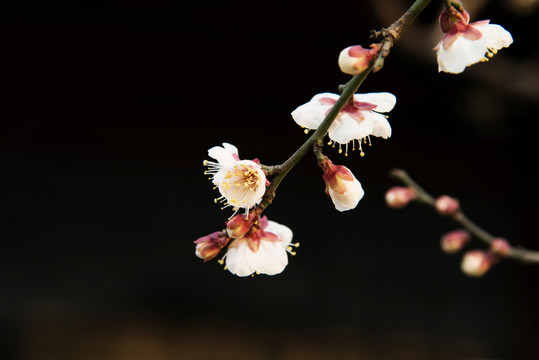 寫意梅花