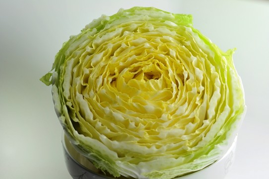 卷心菜斷面