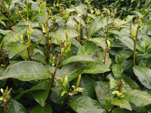 茶樹