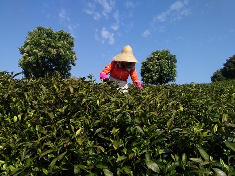 采茶