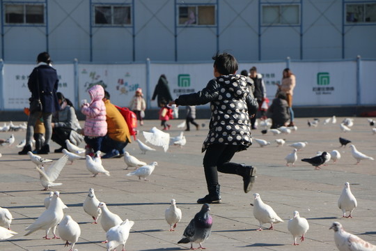 追鴿子的孩子