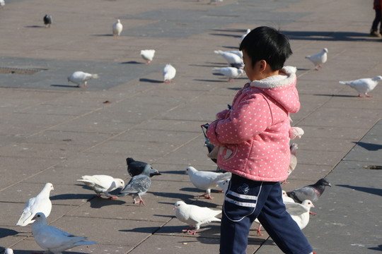 孩子與鴿子
