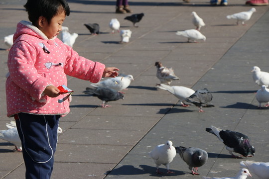 小孩喂鴿子