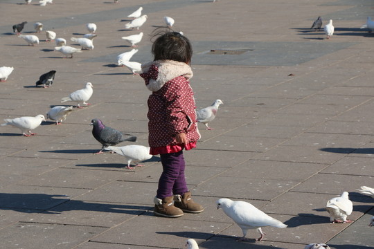 孩子與鴿子