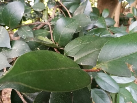 山茶樹(shù)