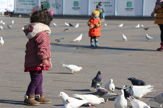 孩子與鴿子